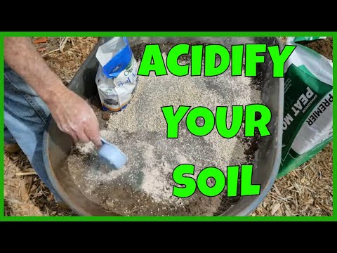 Wideo: Poziom gleby borówki – obniżenie pH gleby borówki