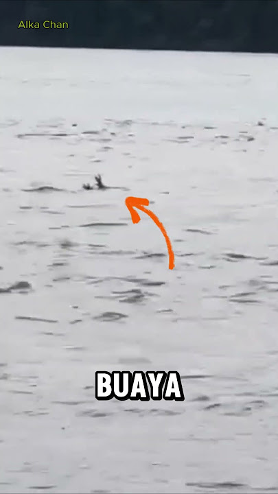 Beware‼️Crocodile pretends to drown 😱😱