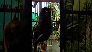 Poksay Mandarin gacor