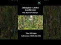 1.50 Acre Beautiful Estate Sale | Sringeri | Chikmagalure Karnataka Resort Farmhouse Agricultural