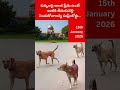 Heavy Compensation For Dog Bite Cases in Telugu#shorts