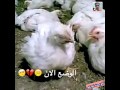 ابواسد