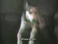 perros que hablan