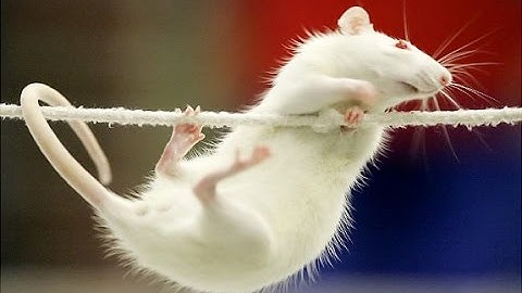 How to clicker train a rat