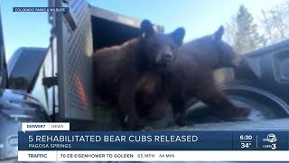 CPW releases five rehabilitated bear cubs outside of Pagosa Springs