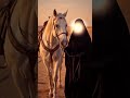 Muharrem geldi matem geldi #kerbela #mersiye #sinezen #yahussain #yaali