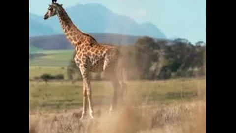 African Baobab Tree Water Storage |  Baobab पेड़ जो दे सकता है 32 हज़ार गैलन पानी || #shorts