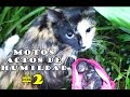 MOTOS ACTOS DE HUMILDAD #2 | SALVANDO ANIMALES