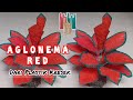 Tanaman Hias Aglonema Red dari Plastik Kresek|Kreasi Bunga dari Kresek|Aglonema Red from Plastic Bag