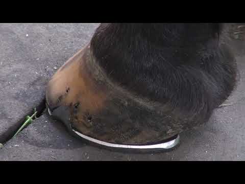 Evaluating Shoe Fit - YouTube
