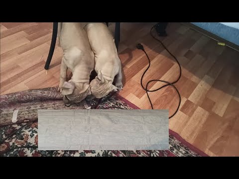 როგორ მივაჩვიოთ ლეკვის ერთ ადგილას მოსაქმება 🐾