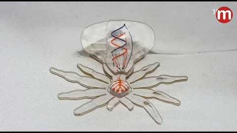 Morph - Soft Multi-Functional Flexible Robots | Medpick