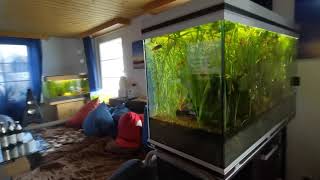 27.05.2021 - No Waterchange Aquarium Projects from 54 to 250 Litre