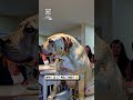 A new dog breed just dropped?! 🫠🐶😲                 🎥: Instagram / numanuk