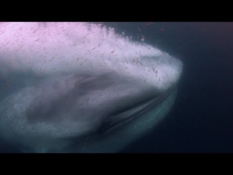 Video: Gli animali più grandi del pianeta: le balene blu