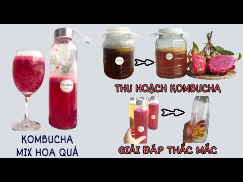 Video CÁCH LÀM KOMBUCHA CHO NGƯỜI MỚI BẮT ĐẦU - youtube