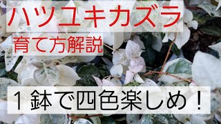 初雪カズラ（ハツユキカズラ）の解説。ピンク、ホワイト、グリーンにレッドの４色楽しめます。グランドカバーのエース登場の回