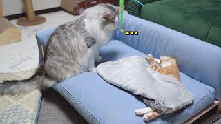 Cat Worries About His Younger Sibling