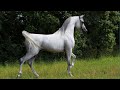 The Best Arabian Horse videos compilation 2021 🐎💪. Try not to watch it till the end