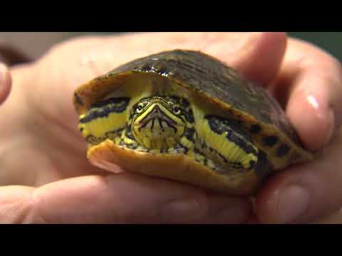 Wideo: Florida Box Turtle