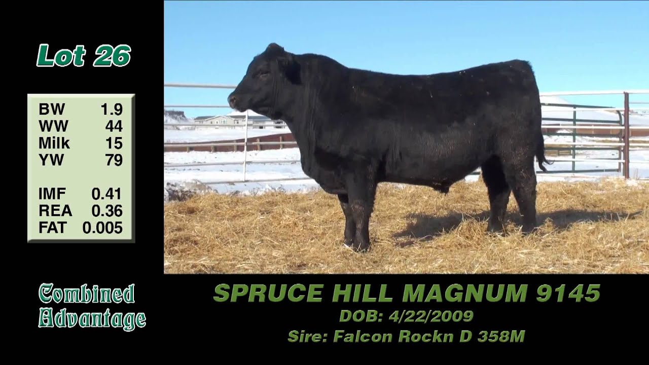 Lot 26: Spruce Hill Magnum 9145