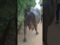 subscribe me #buffalocare #dairyfarming #baffalo #shortfeed #shorts #shortvideo