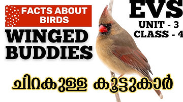Facts about Birds | Class 4 EVS | Winged Buddies | ചിറകുള്ള കൂട്ടുകാർ 