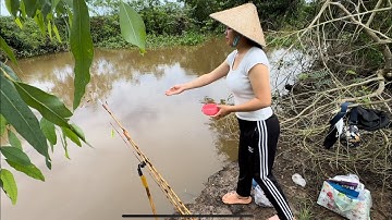 Tập 426 - Câu Cá Rô Đồng Dưới Kênh Nước Phèn Xả Mồi Xuống Là Cá Lại Ăn Lên Tim