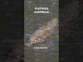 Why the Platypus Is Nature’s Weirdest Wonder