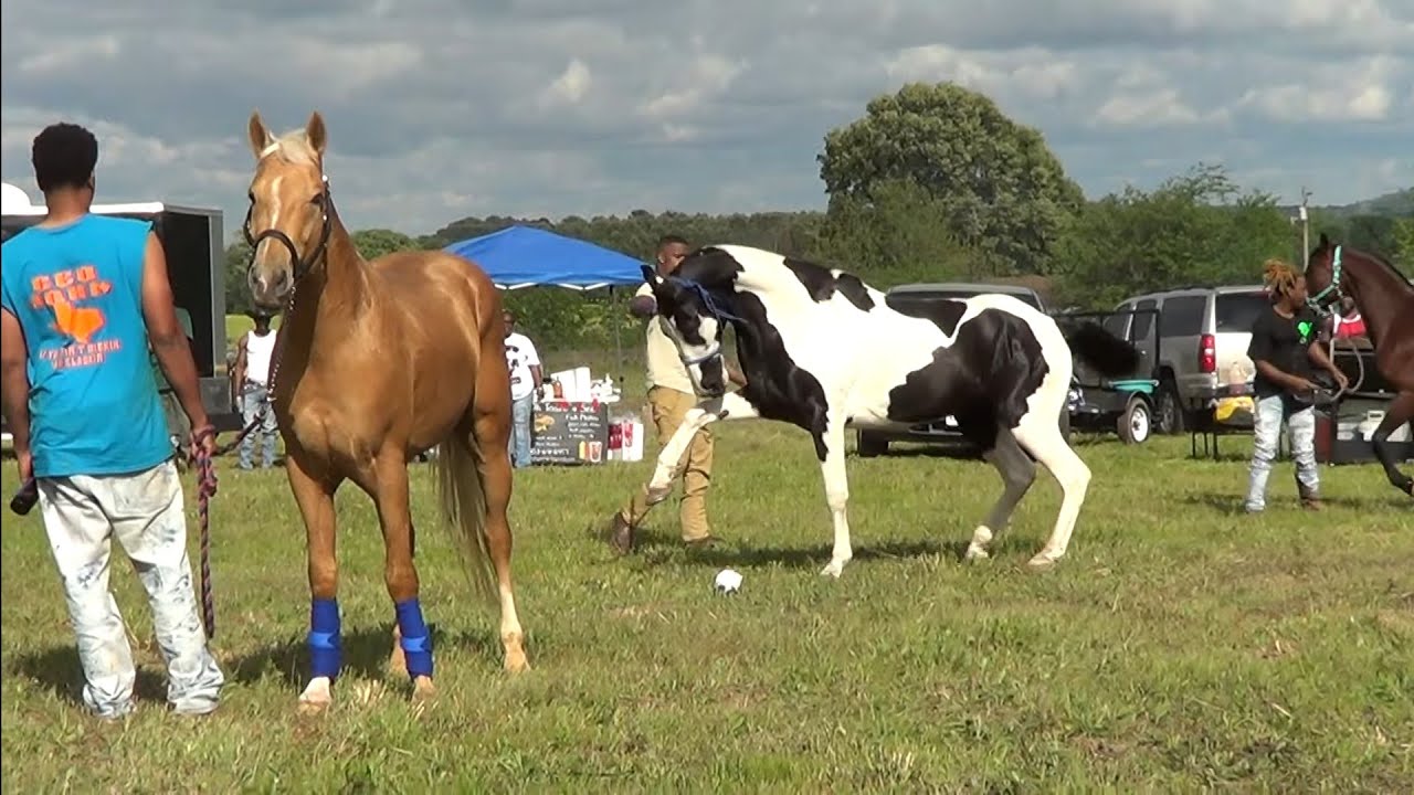 Best Looking Stud Contest at Real Studs of Northeast Texas Trail Ride ...