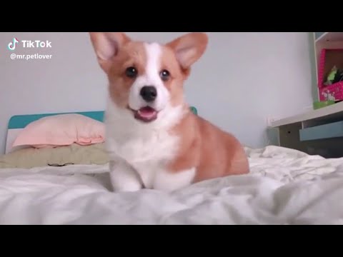 Video Corgi biệt đội chân ngắn mông to siêu quậy và dễ... - youtube