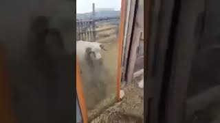 Баран 🤣🐏