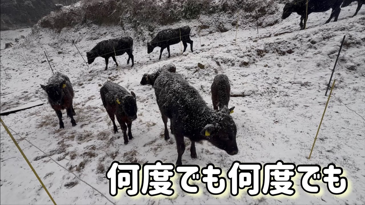 牛と共に生きるということは