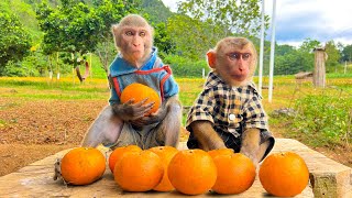 Baby monkeys Bim Bim and Obi go to harvest oranges in the garden