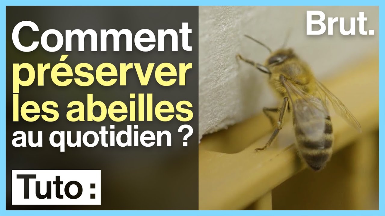 Comment préserver les abeilles au quotidien ? - YouTube