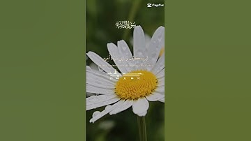 ابداع الشيخ سيد سعيد⁦❤️⁩🥀 #اللهم_صل_وسلم_على_نبينا_محمد #تلاوة_خاشعة #قران_كريم #تلاوات