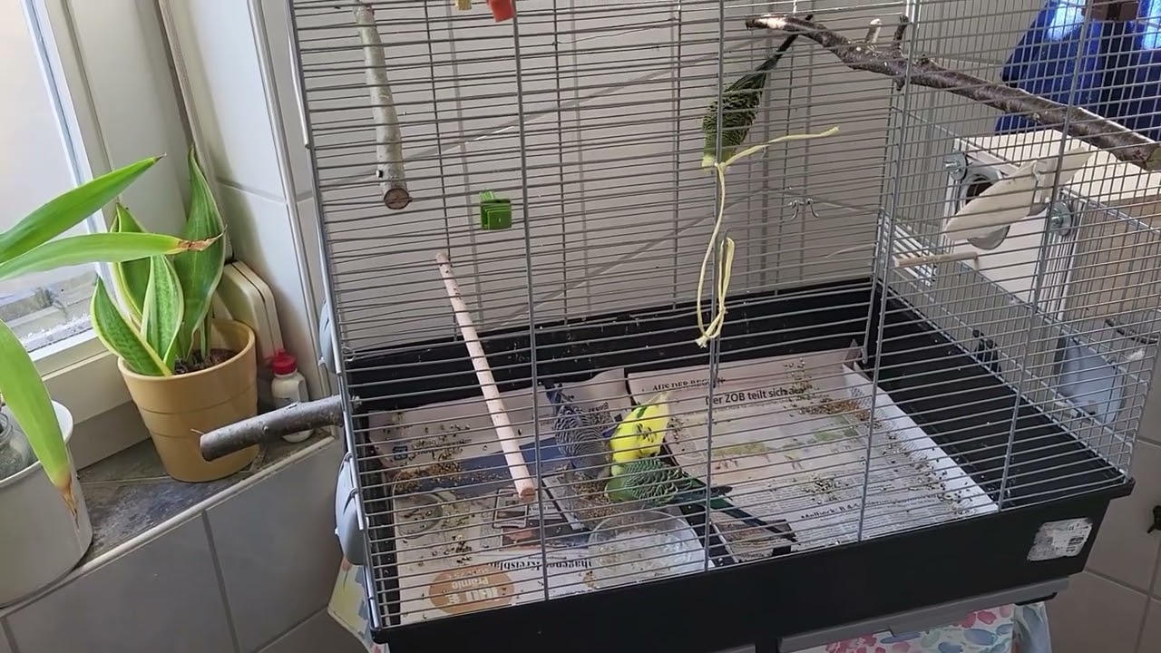 Wellensittiche zurück in den Käfig 