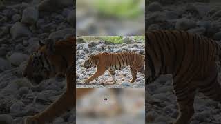 Самые Большие Кошки Планеты! #animals #cat #tiger