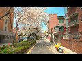 [4K HDR] Seoul Cherry Blossoms 2021 Gyeongui Line Forest Park Walking Tour 서울 경의선숲길의 벚꽃엔딩 랜선여행 함께해요