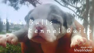 American Bully Merle Bb Blue Bulls Kennel Quito Bbk Canserbero