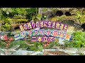 【特大テラリウム庭池作り完結】洞窟池と八の字池に生き物を！&ニジマス水温対策