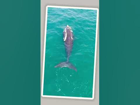 Bigger Than Blue Whale- The Bloopfish - YouTube