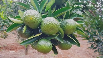 Flycam về Xã Sơn Lang, huyện Kbang, tỉnh Gia Lai