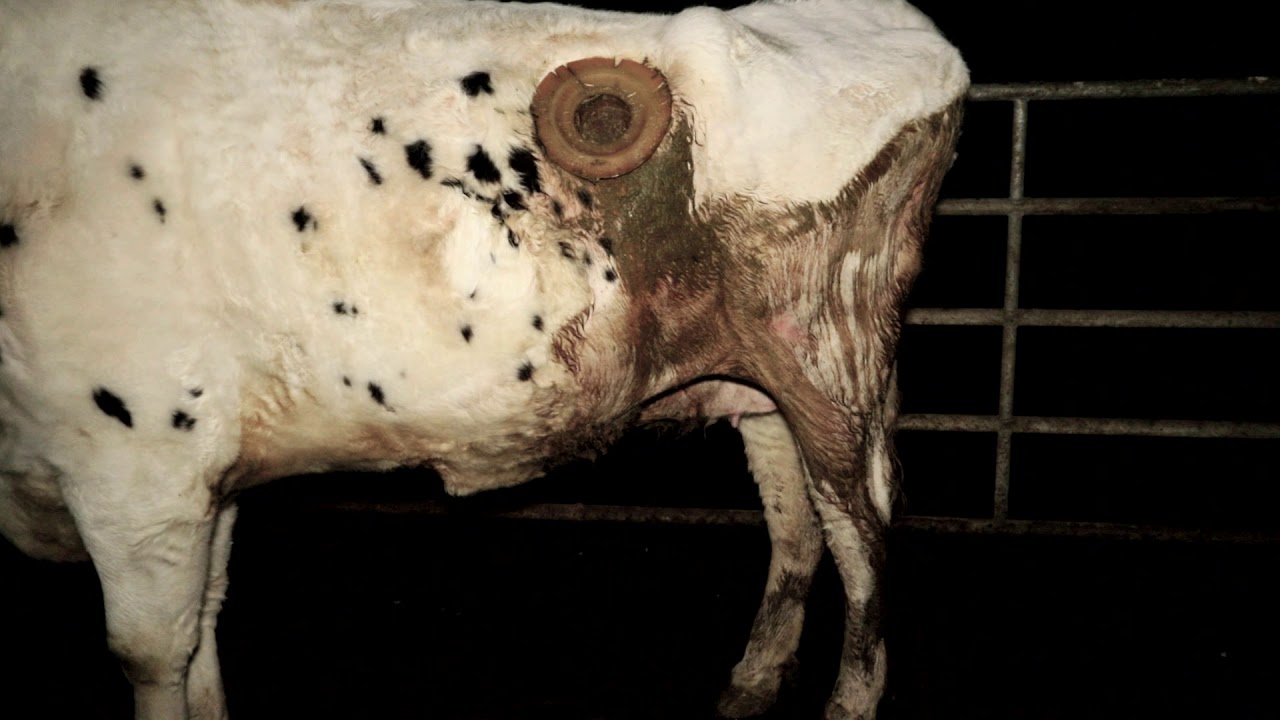 Vache A Hublot A Quoi Ca Sert