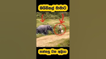 Elephant attack🫣#shortvideo #shorts #elephant #attack #youtube #tiktok #elephant #viralvideo #fight