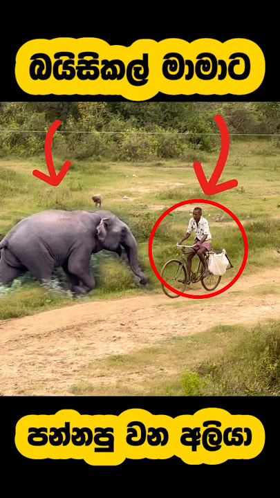 Elephant attack🫣#shortvideo #shorts #elephant #attack #youtube #tiktok #elephant #viralvideo #fight