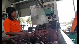 Work at Farm Sorting Beetroot