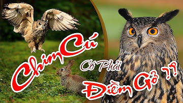 Hình tượng con cú mang ý nghĩa gì trong các nền văn hóa trên thế giới ???