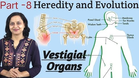 Heredity and Evolution Class 10 Part 8 Vestigial Organs