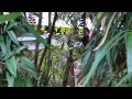 Triceratops Encounter's new background noises